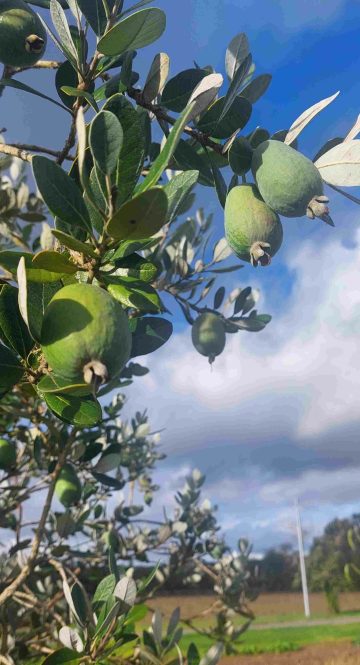 Feijoas_Dordogne_MoulinOFruits_916