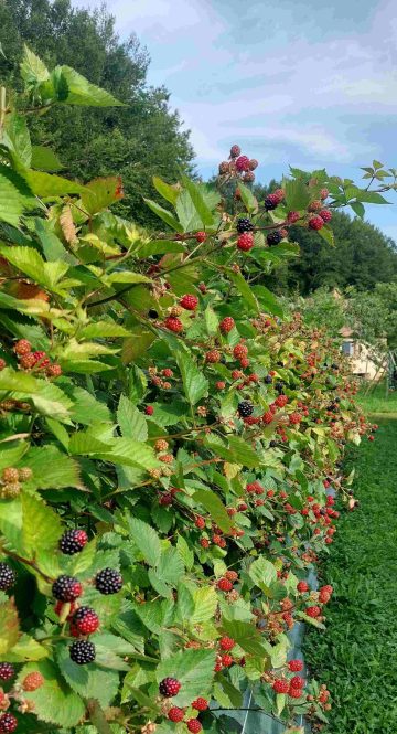 Mures_Dordogne_MoulinOFruits_916