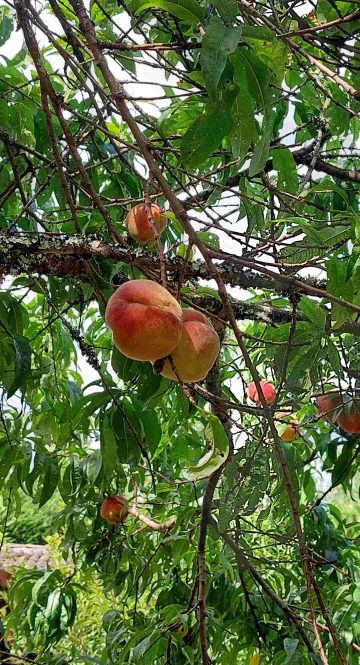 Pêches_Dordogne_MoulinOFruits_916