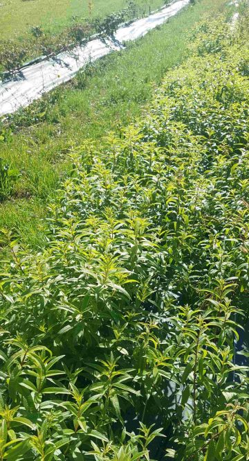 Verveines_Dordogne_MoulinOFruits_916